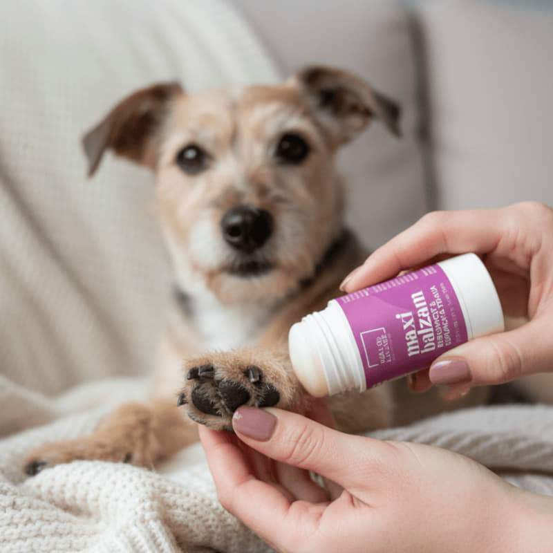 Natural paw care balm by Mala od lavande